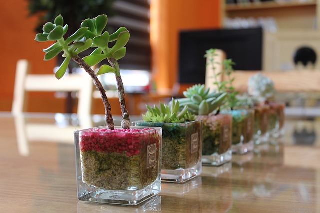 Mini plante pour décoration intérieur